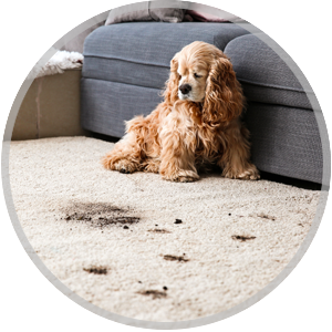 elevate-pet-stain-and-odor-removal-th Mattress Cleaning Service Icon