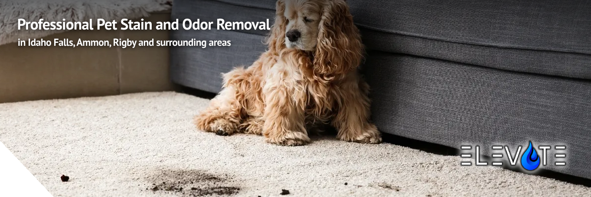  Pet Stain and Odor Removal Services in Idaho Falls, Ammon, and Rigby, ID