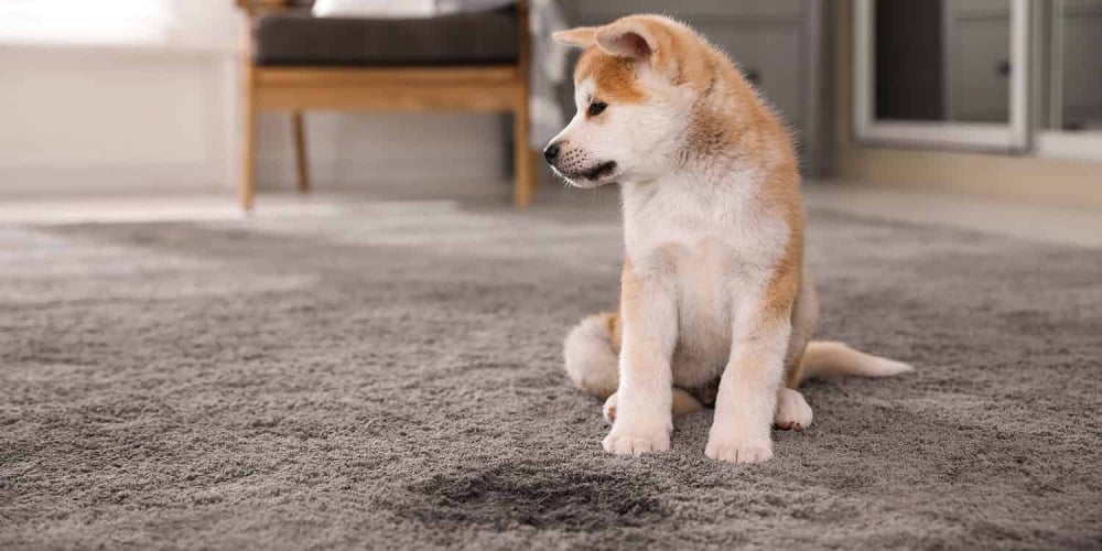  Pet Stain and Odor Removal Services in Idaho Falls, Ammon, and Rigby, ID