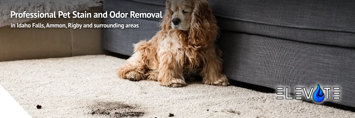 Pet Stain and Odor Removal Services in Idaho Falls, Ammon, and Rigby, ID