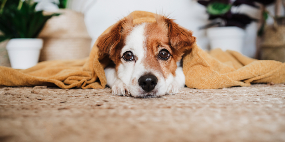 Pet Stain and Odor Removal Services in Idaho Falls, Ammon, and Rigby, ID